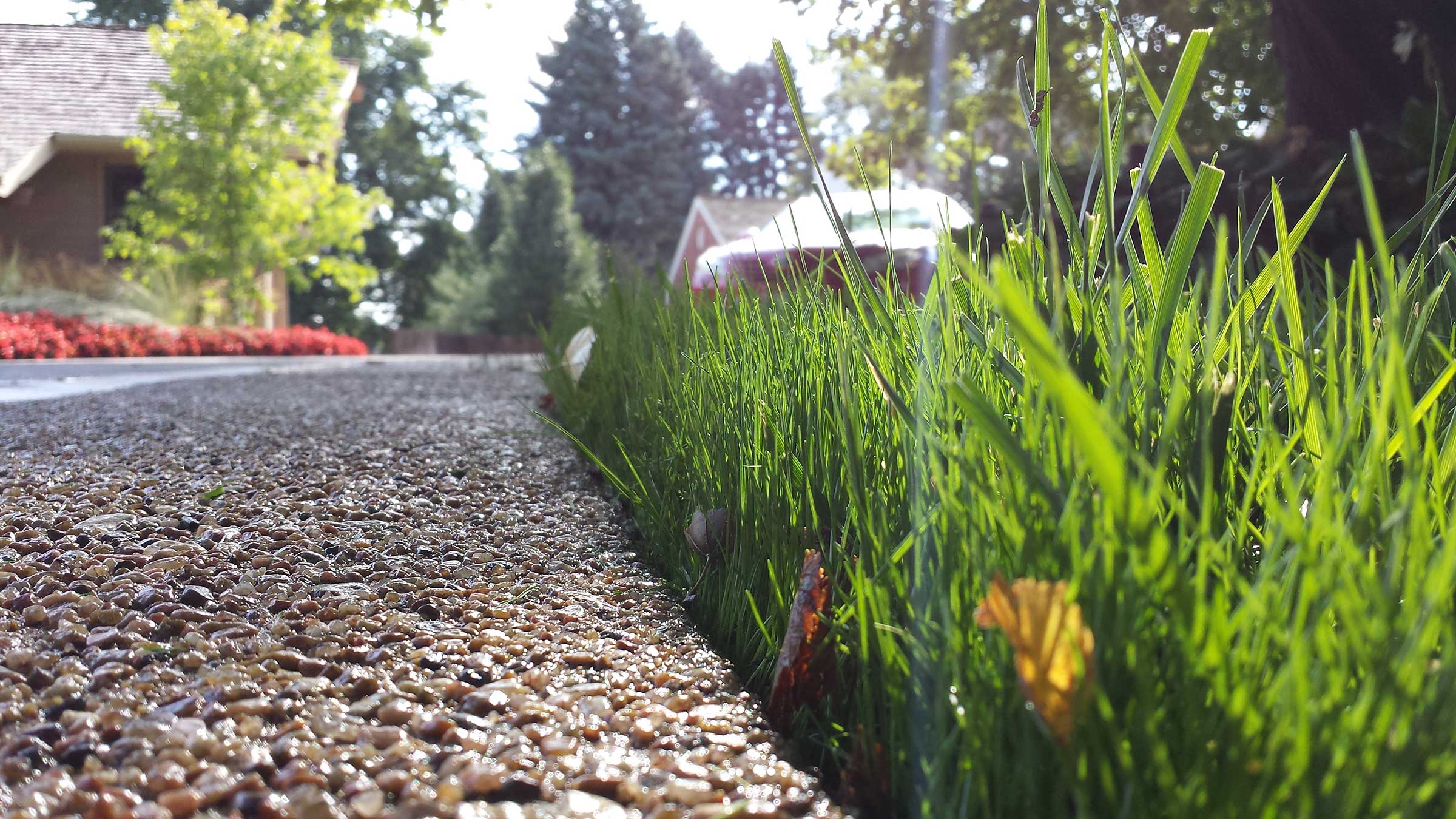 Grass Seed