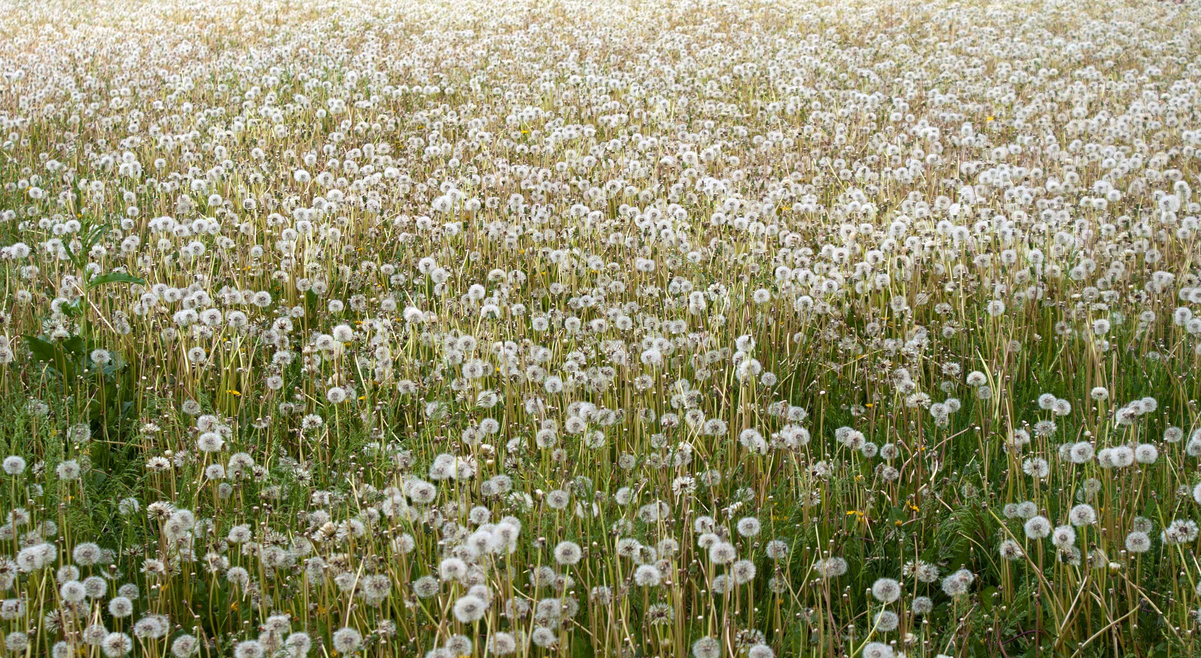 Natural Weed Control