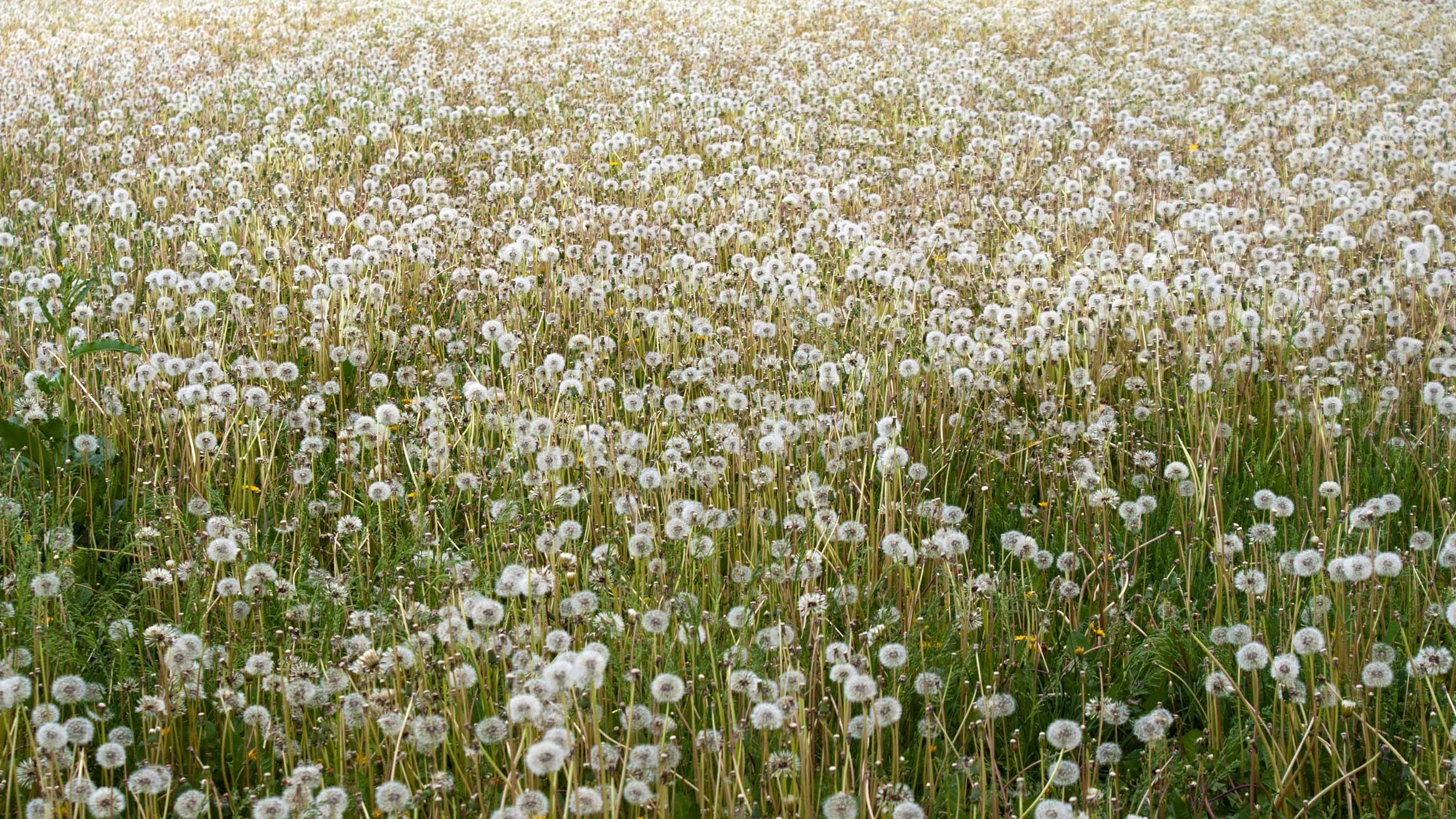 Weed Management