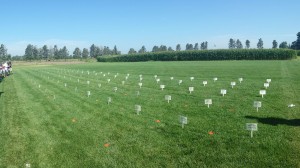 UNL Field Day Grass test plots