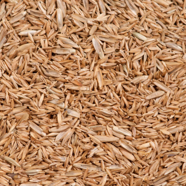 Seed Detail