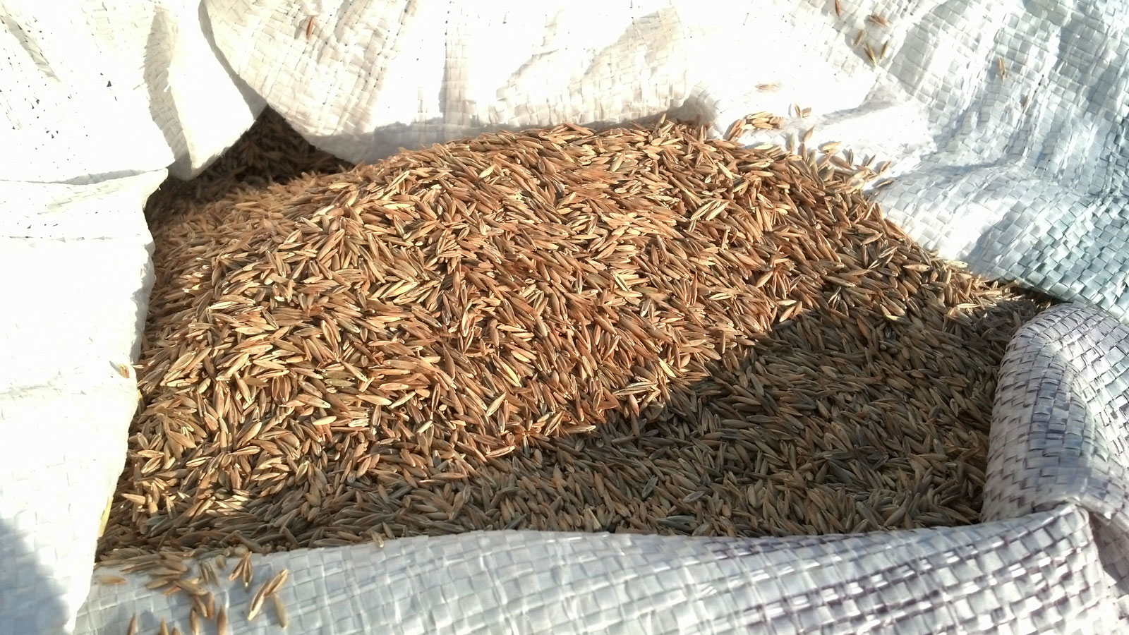 Dormant Seeding Lawns