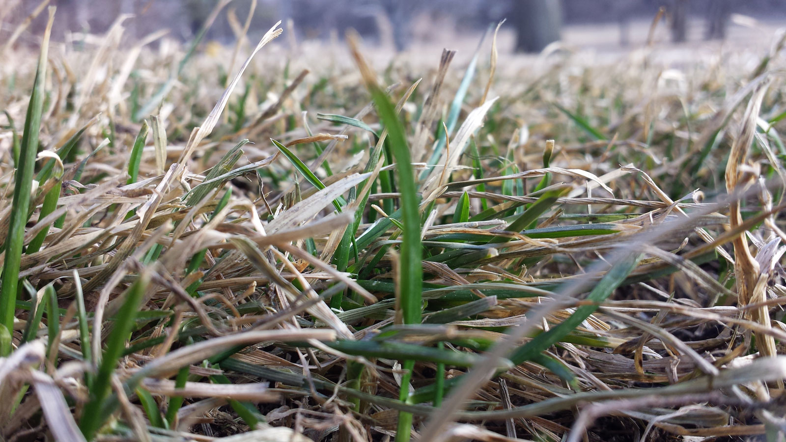 Spring Dormant Grass in March