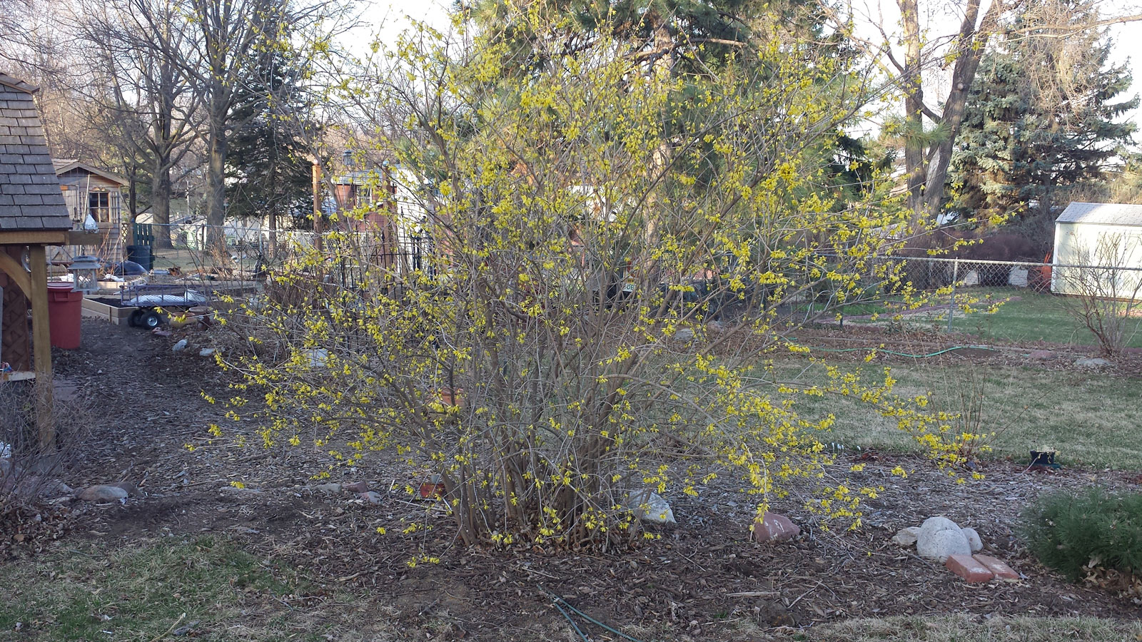 Forsythia and Corn Gluten
