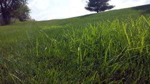 Nutsedge in grass in August