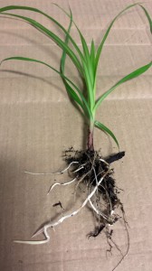 Nutsedge Tubers