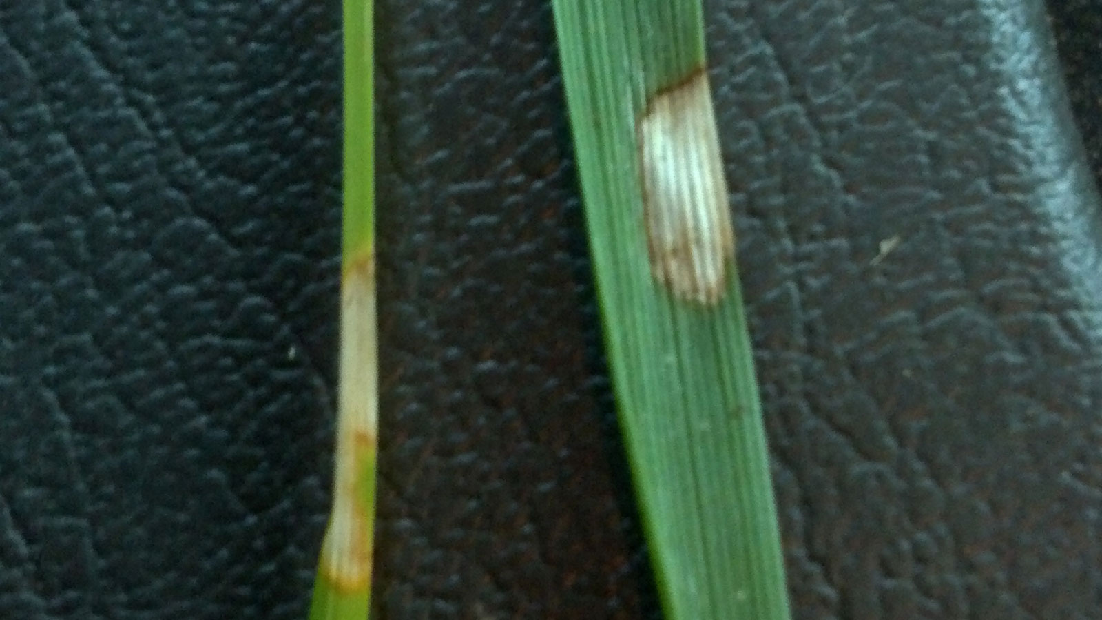 Brown Patch Fungus