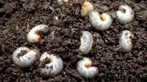 June Grub