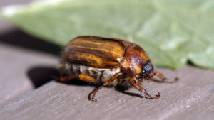 Masked Chafer