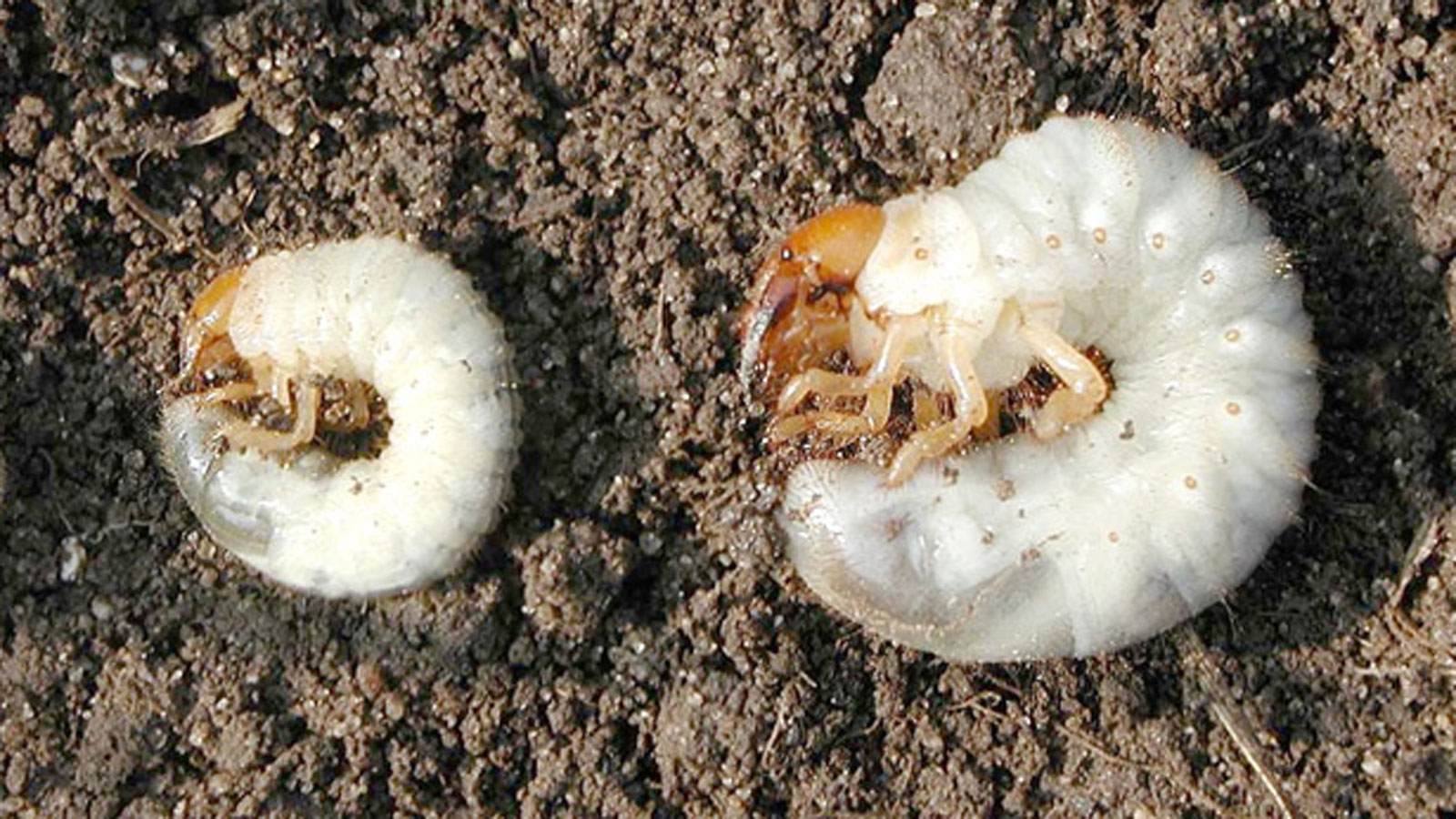 White Grubs