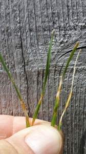 Dollar spot fungus on Bluegrass