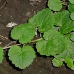Ground Ivy