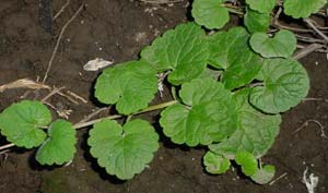 Ground Ivy