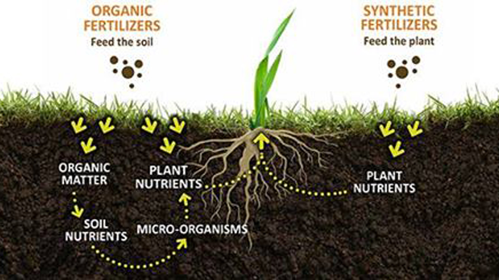 Organic Matter in Soil