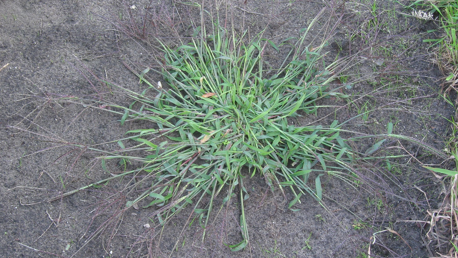 Crabgrass
