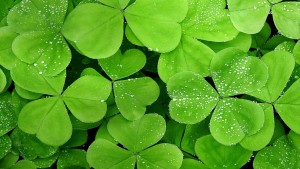 White Clover close up