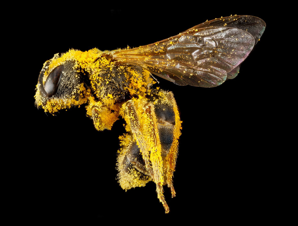 Pollen on Honey bee