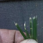 Dull Grass Blades