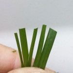 Sharp Grass Blades