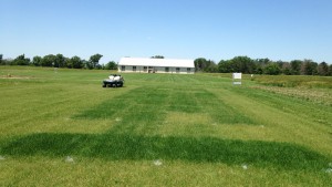 UNL Test Plot Mead June 2015 - Alfalfa Fertilizer