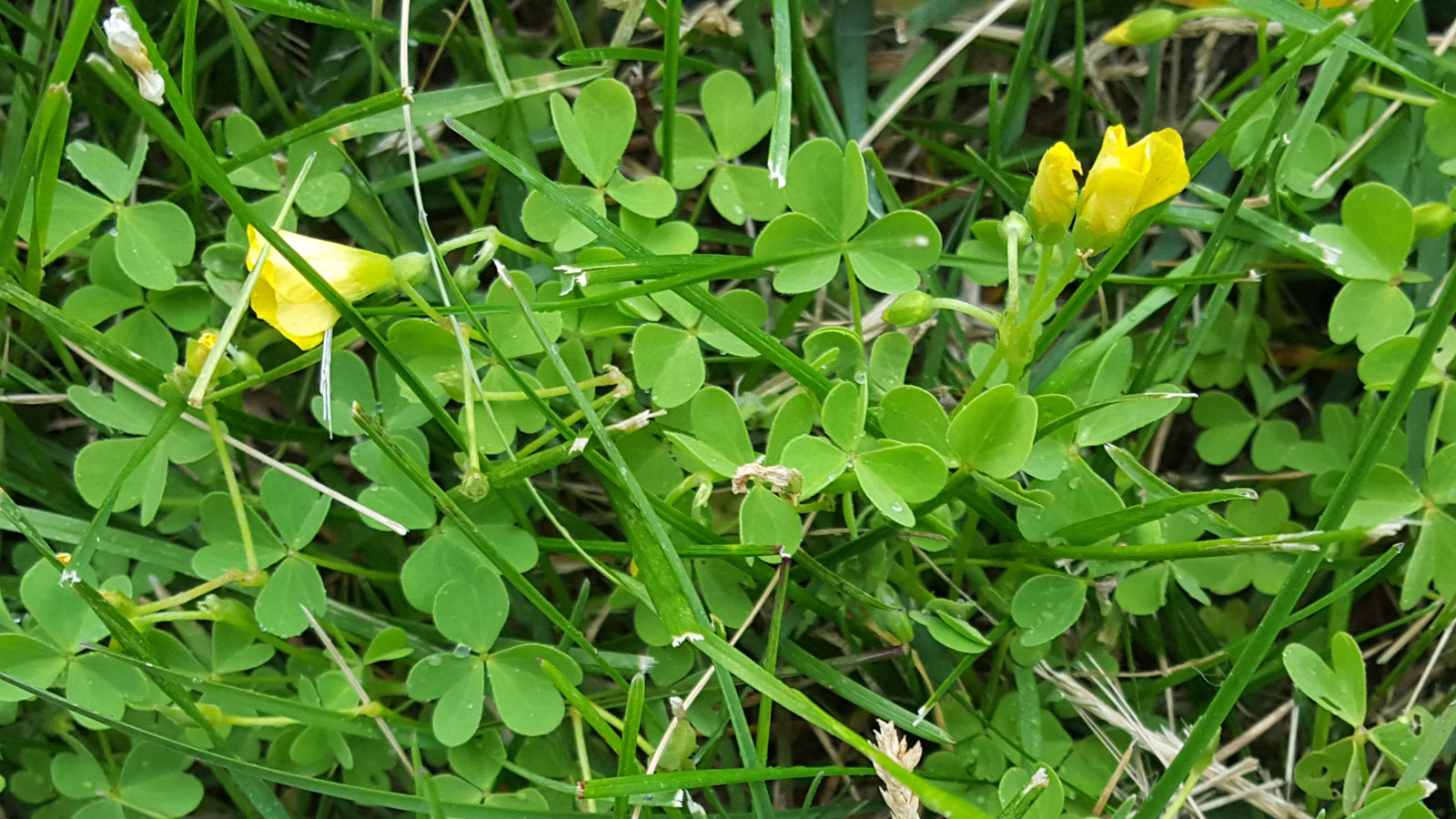 Yellow Woodsorrel