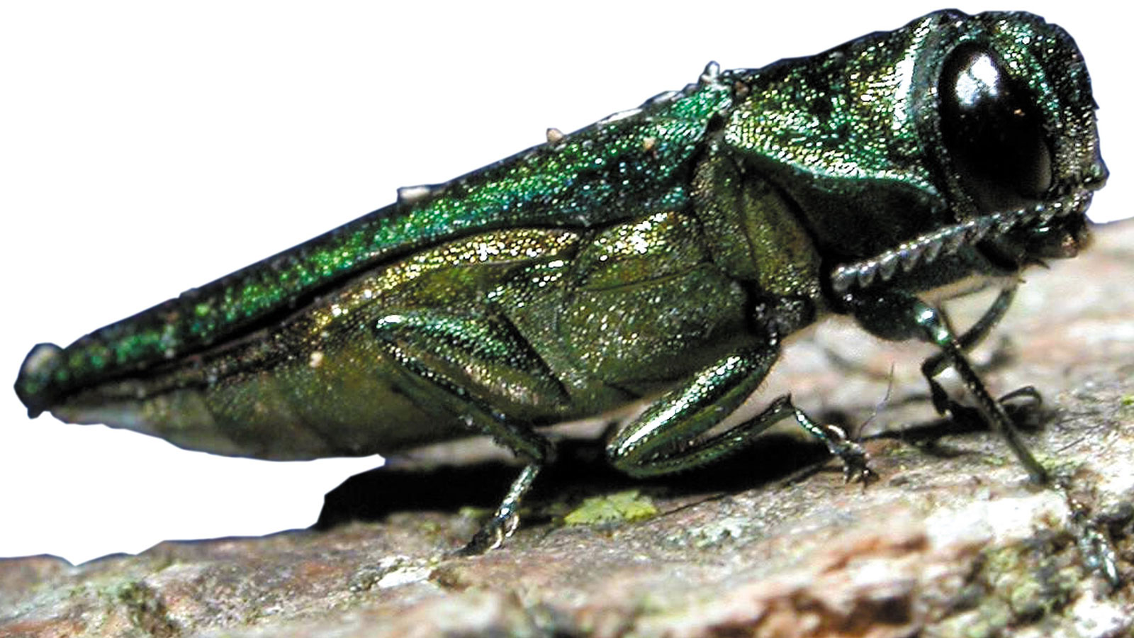 Emerald Ash Borer