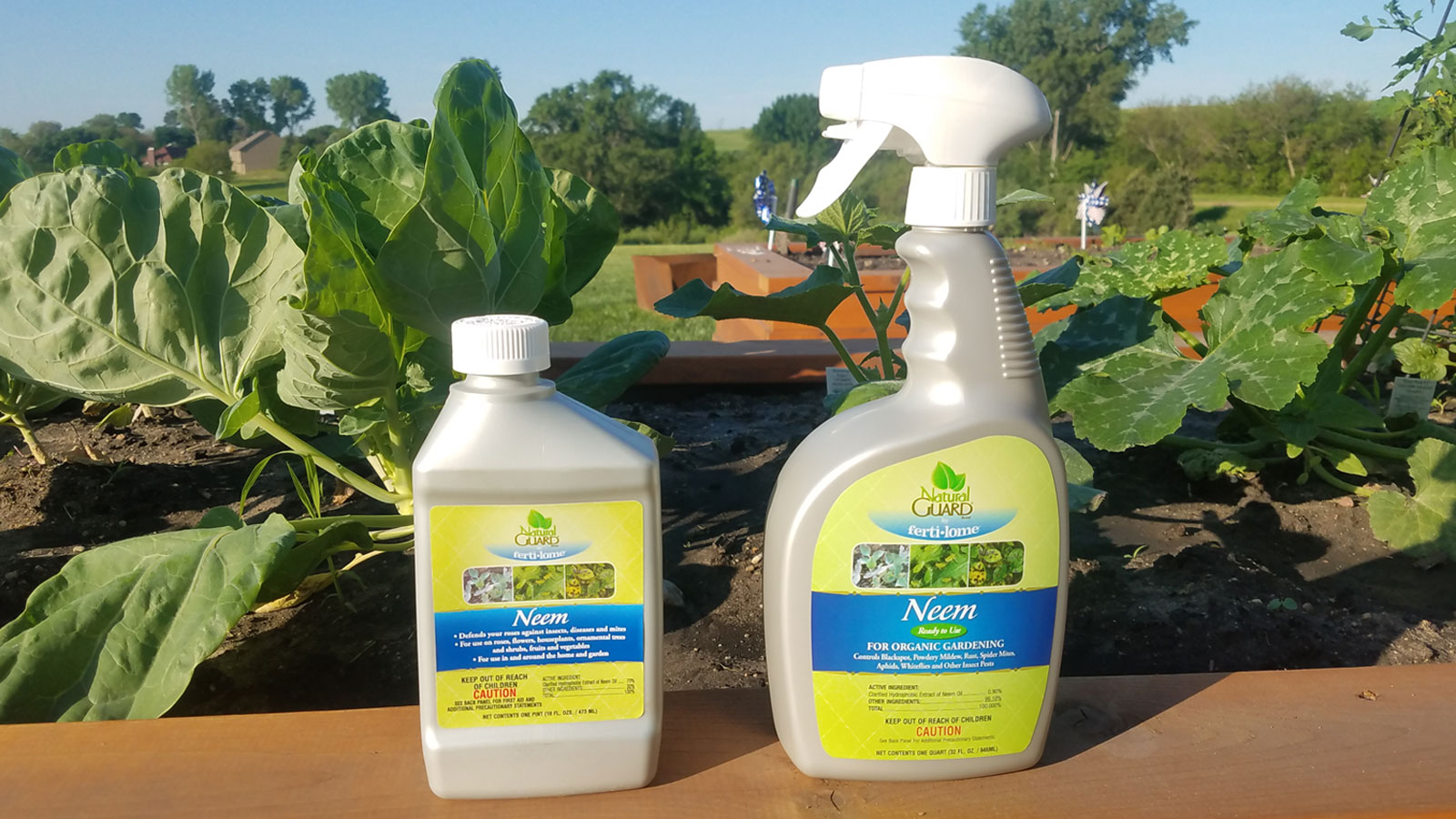 Neem Oil – Japanese Beetles