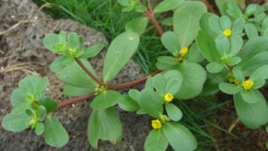 Purslane