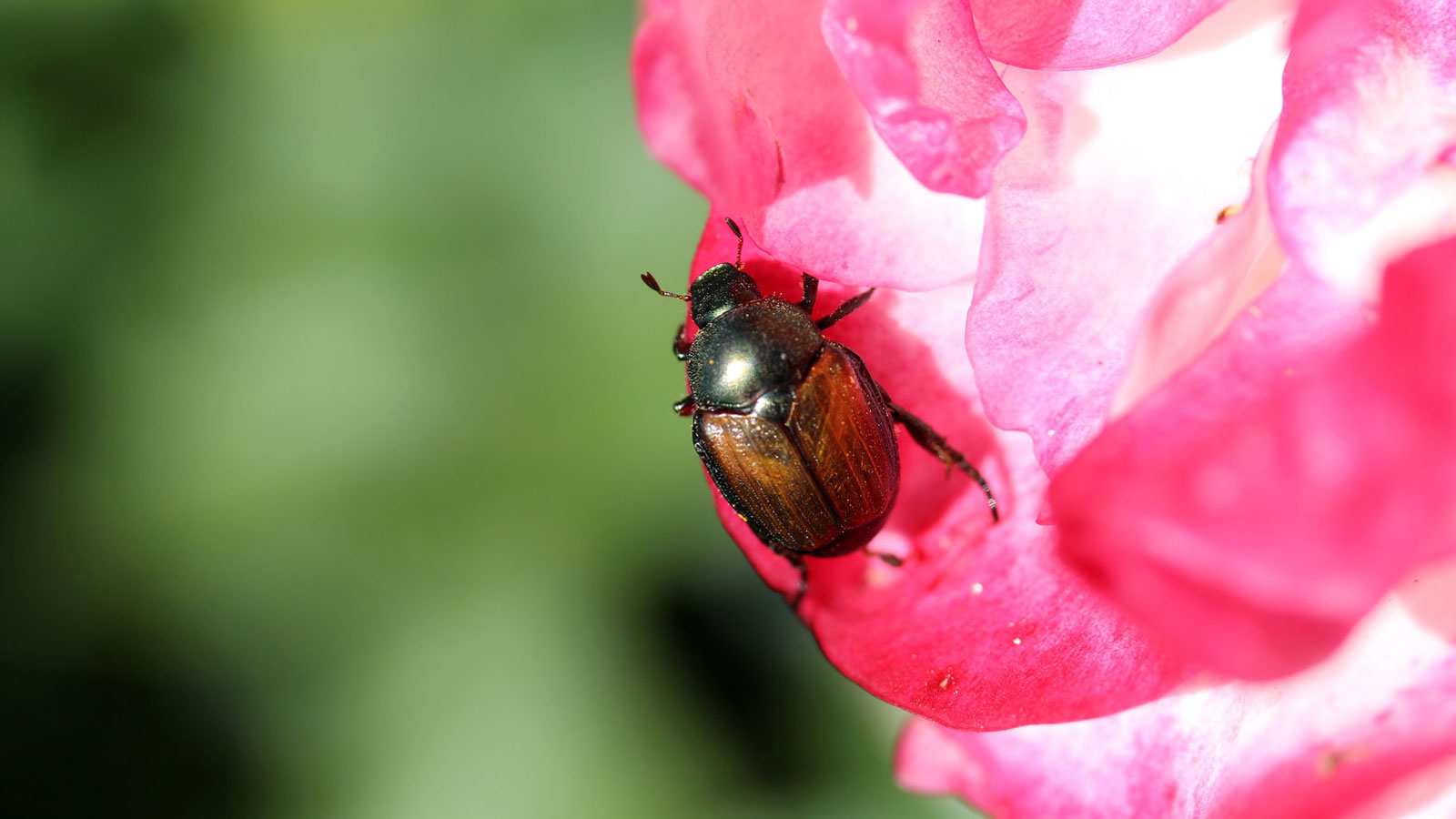 Japanese Beetle