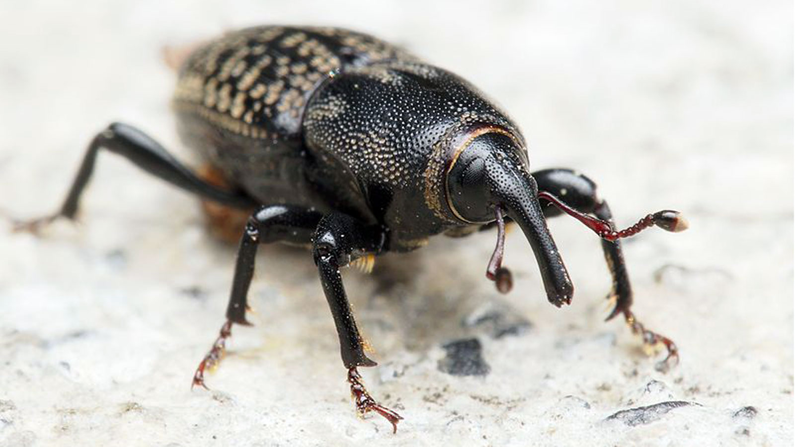 Billbugs
