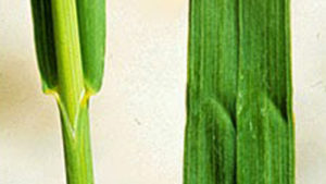 Brome Grass