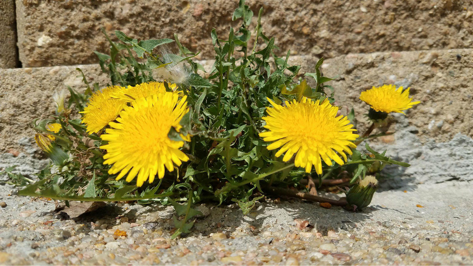 Broadleaf Weeds