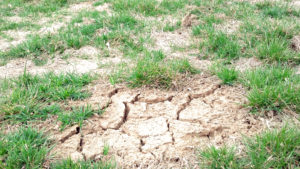 Drought