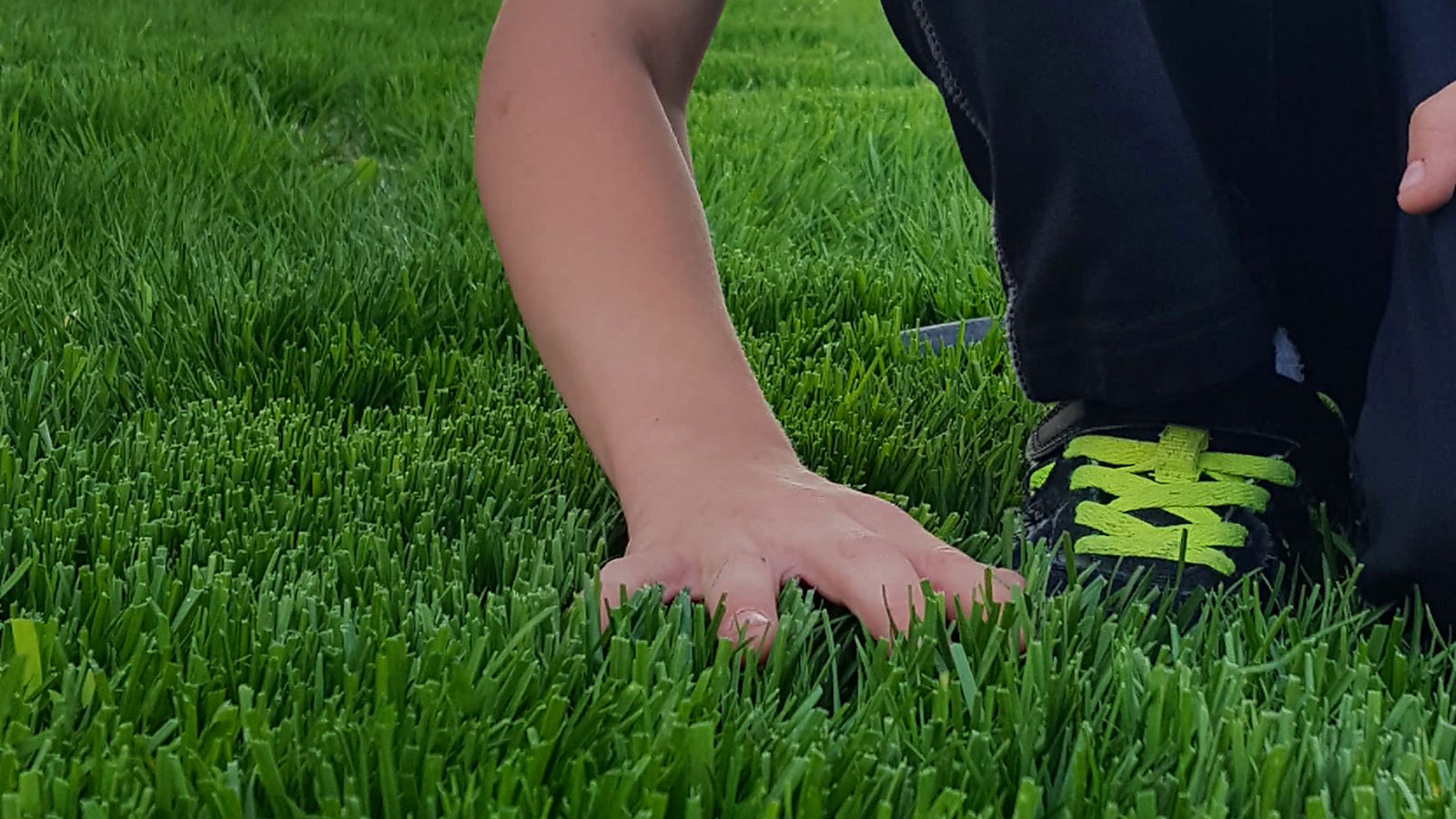 Turfgrasses