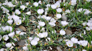 Field Bindweed