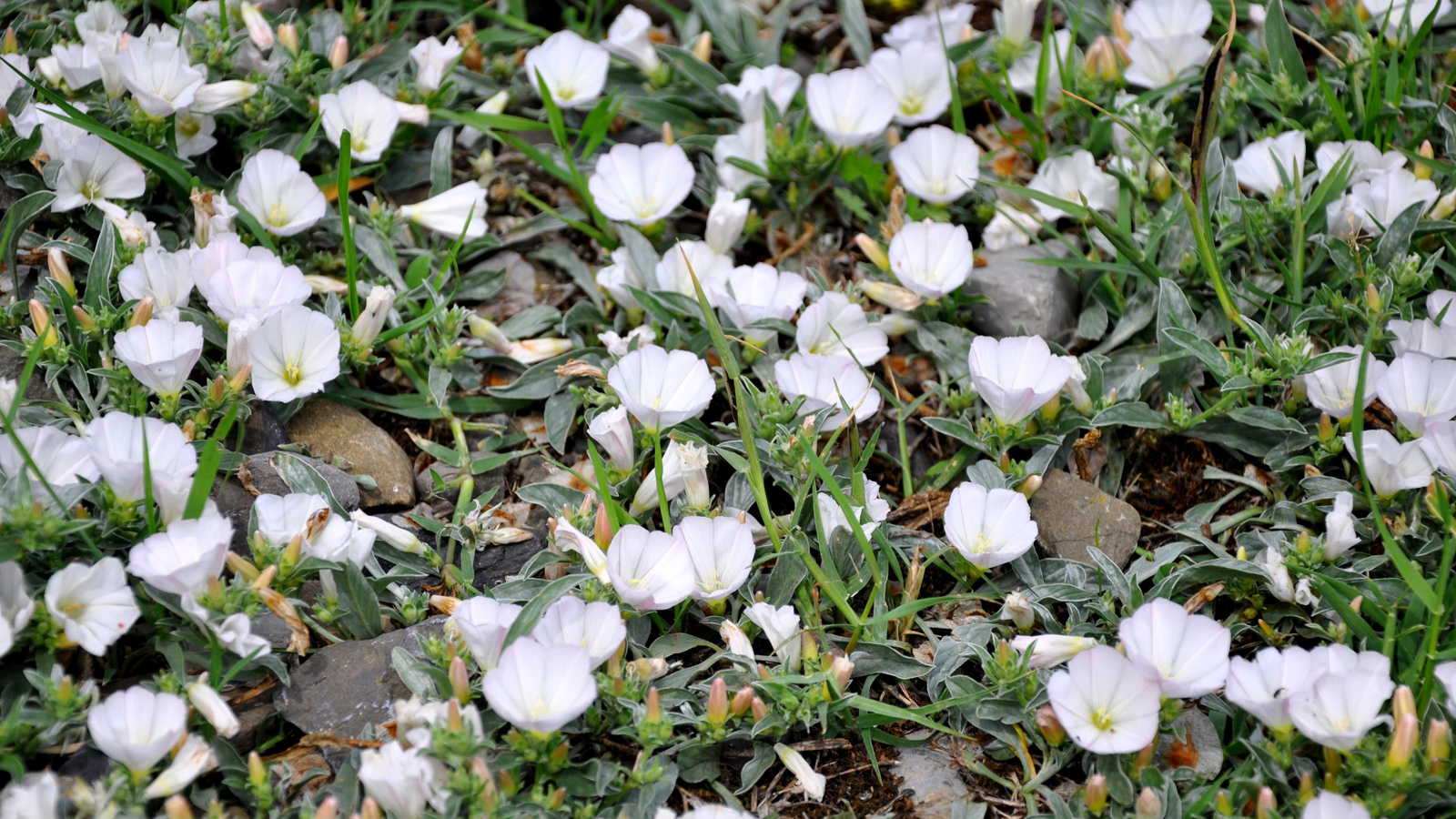 Bindweed