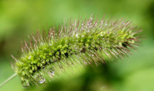 Foxtail