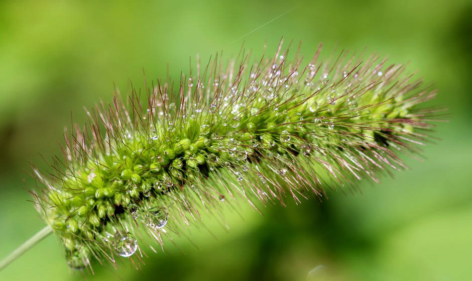 Warm Season Grass Weeds
