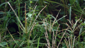 Goosegrass