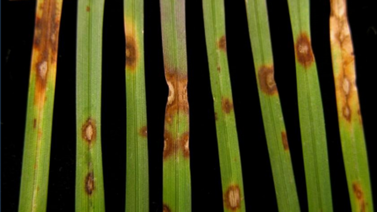 Leaf Spot and Melting Out