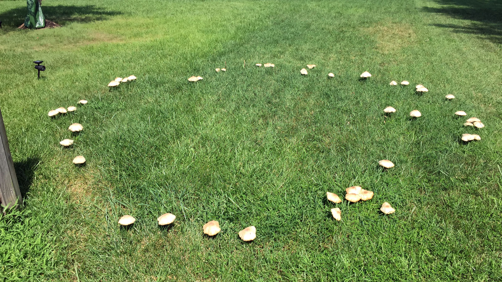 Fairy Ring