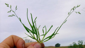 Poa Annua Plant