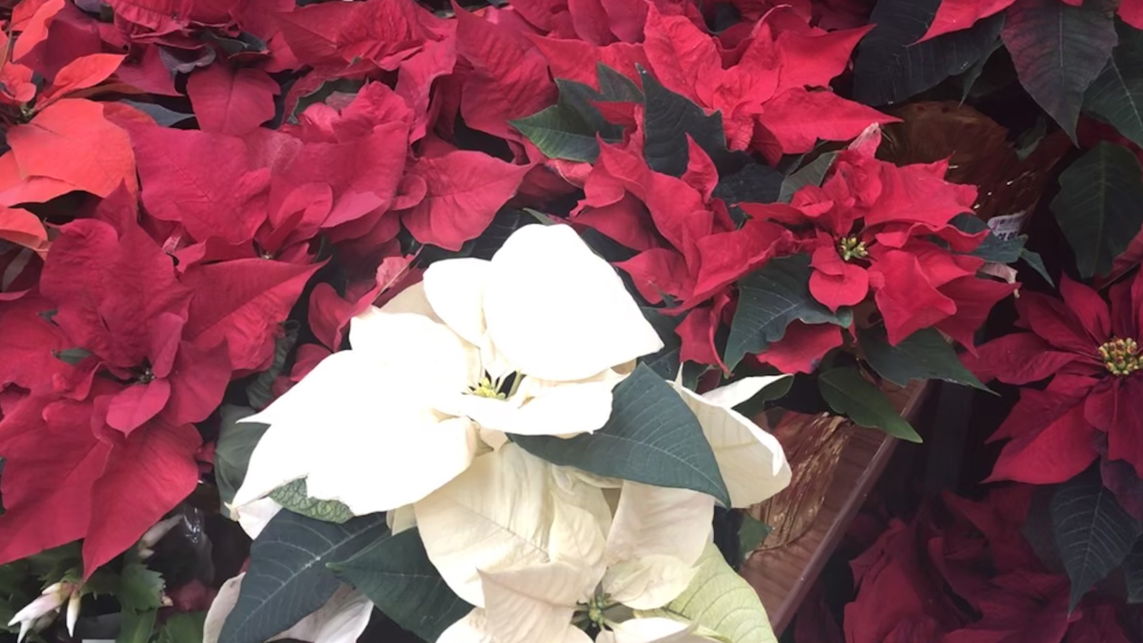 Poinsettia