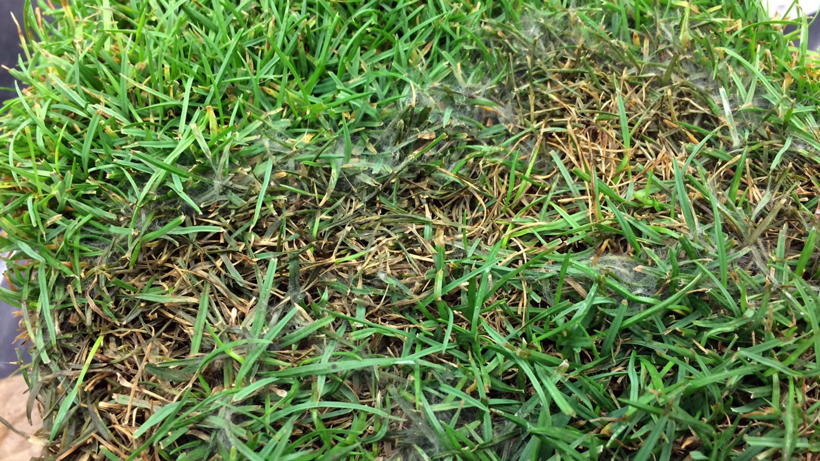 Pythium Blight