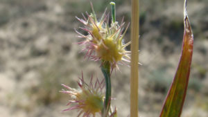 Sandbur