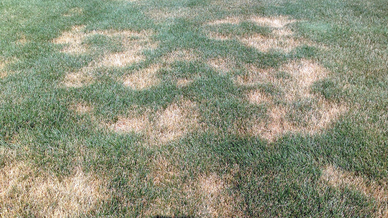 Necrotic Ring Spot and Summer Patch