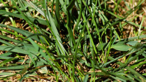 Thick Blade Fescue