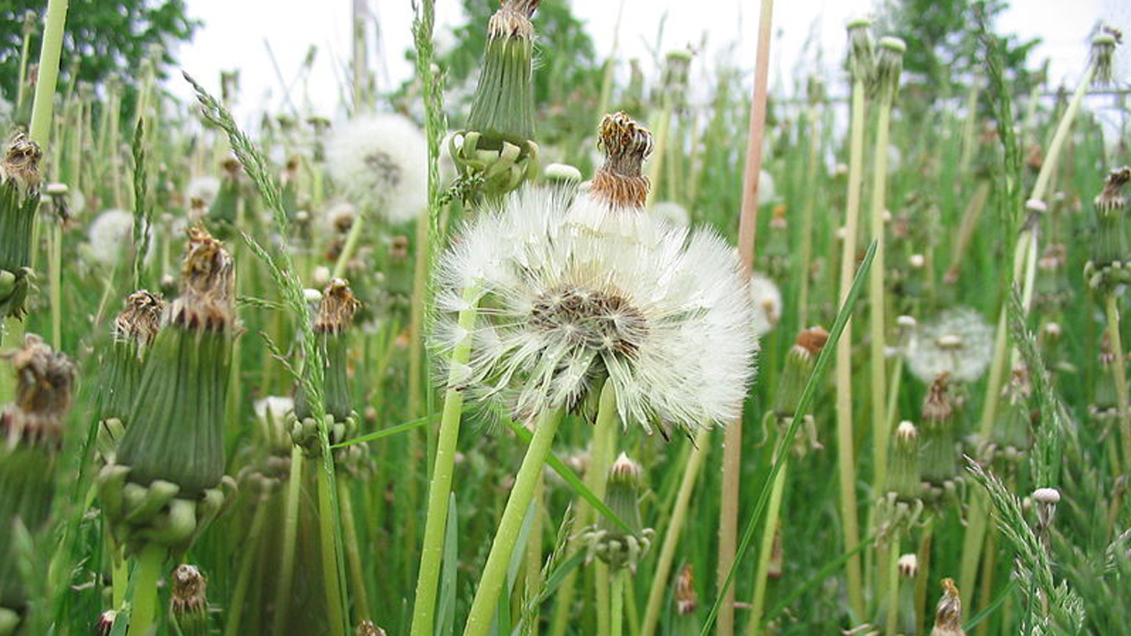 Types of Turfgrass Weeds