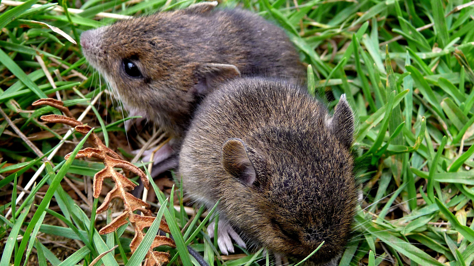 Voles
