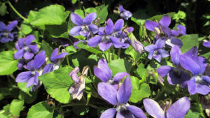 Wild Violets